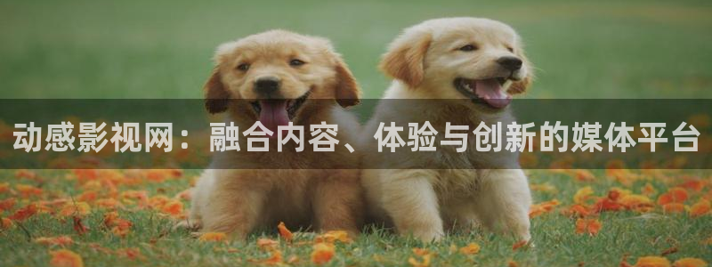 神马电影不卡九达达兔：动感影视网：融合内容、体验与创新的媒体平台